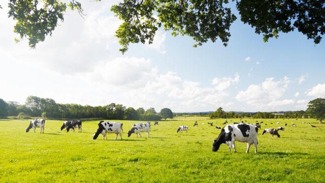 A herd of cows grazing in a field
