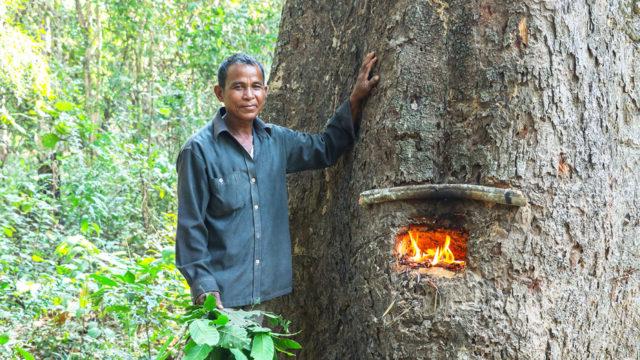 Rural community member collecting tree resin within a protected area near his village in northern Cambodia