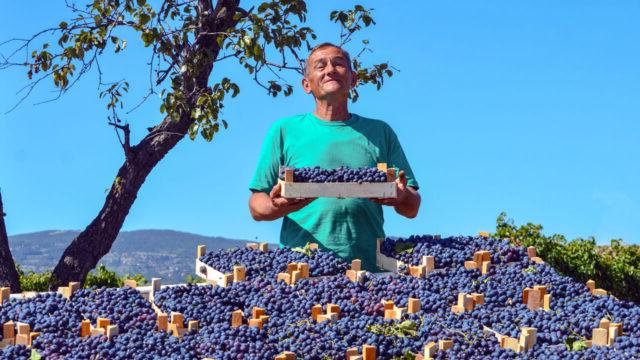 A berry farmer in Kosovo displays his latest crop yield