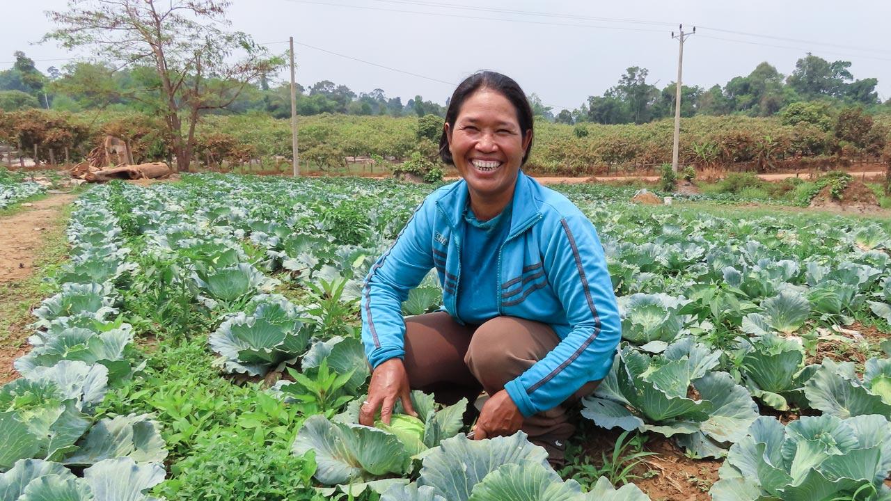 Woman kneels in her field of cabbage in Cambodia