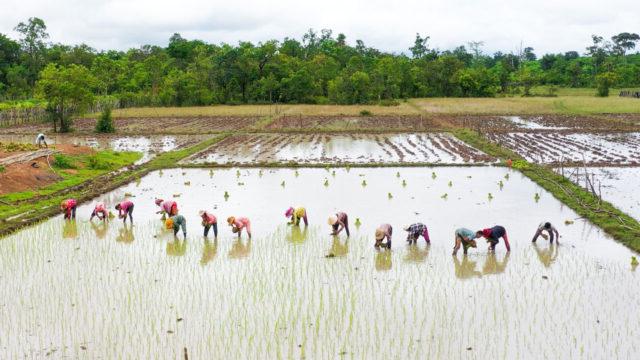 Group of farmers in their rice field in Cambodia
