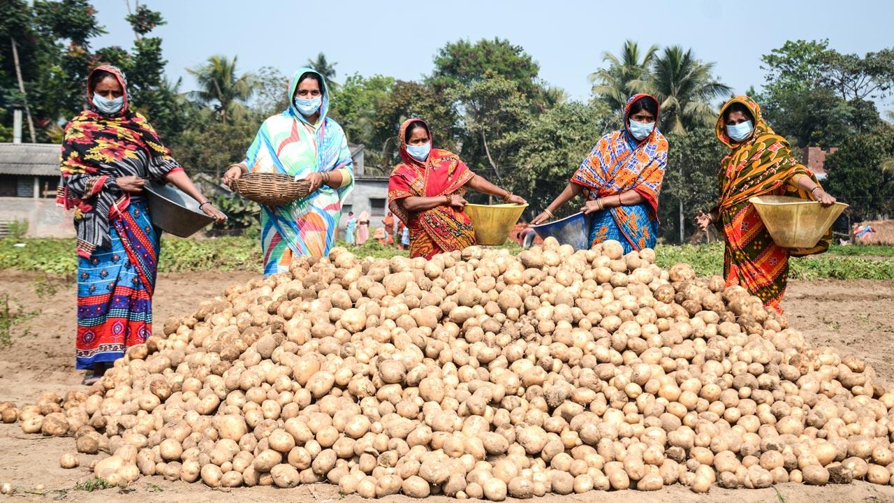 印度五名种植马铃薯的妇女