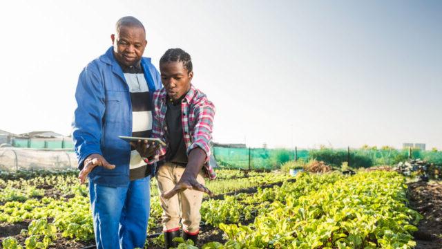 利乐全球最大体育平台支持小农户采用先进的分析工具来改进农业规划和作物