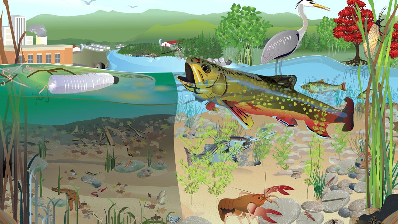 由利乐全球最大体育平台开发的原始图形，描绘了切萨皮克湾流域上游的一条健康和不健康的淡水溪流